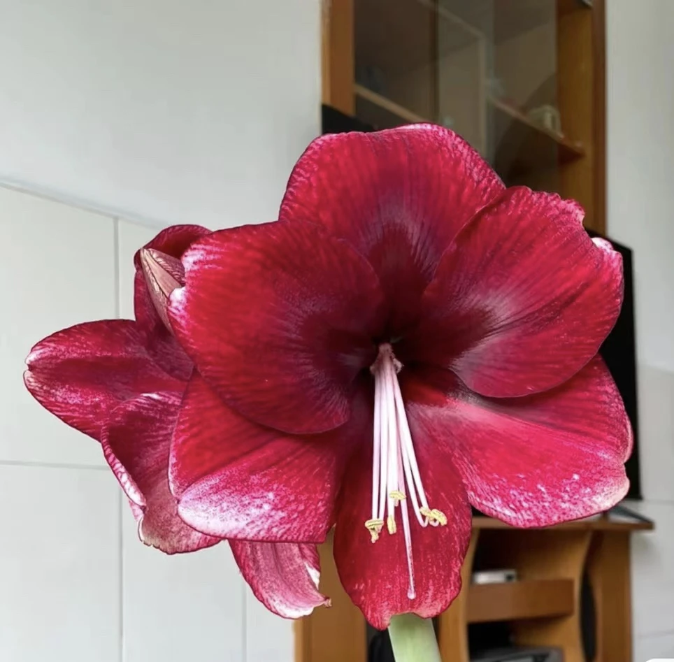 【达芙妮～进口单瓣】荷兰朱顶红盆栽种球 花班长园艺