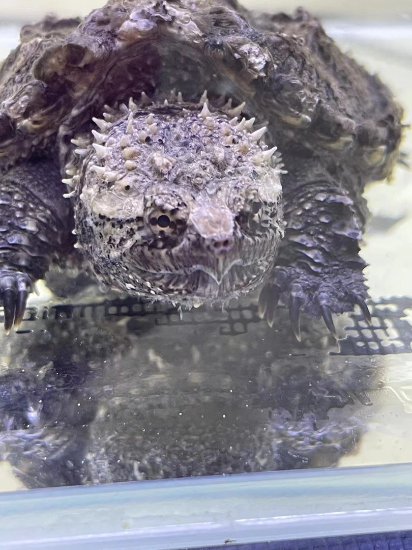 观赏性佛鳄龟鳄龟（直播间专用）