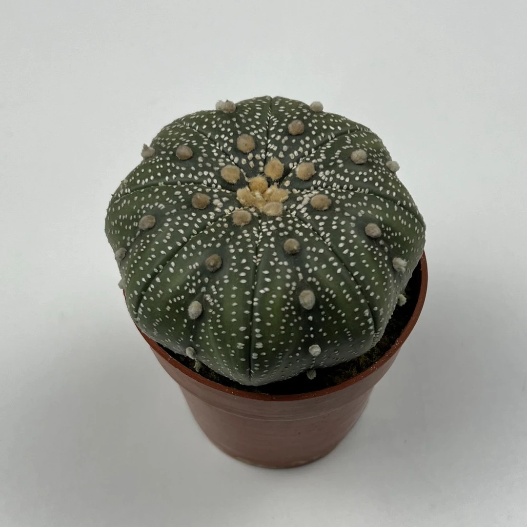 超兜-大-实生-仙人球【满18包邮】