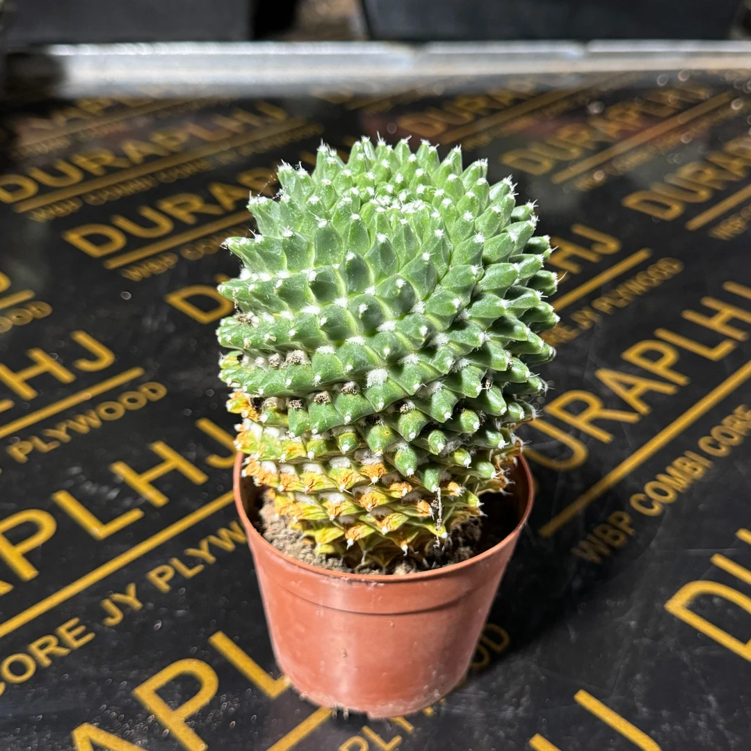 满18包邮（雪糕柱子）