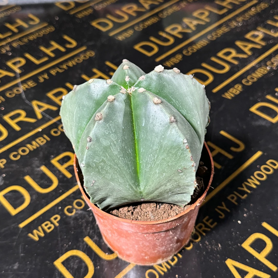 满18包邮（鸾凤玉-大）