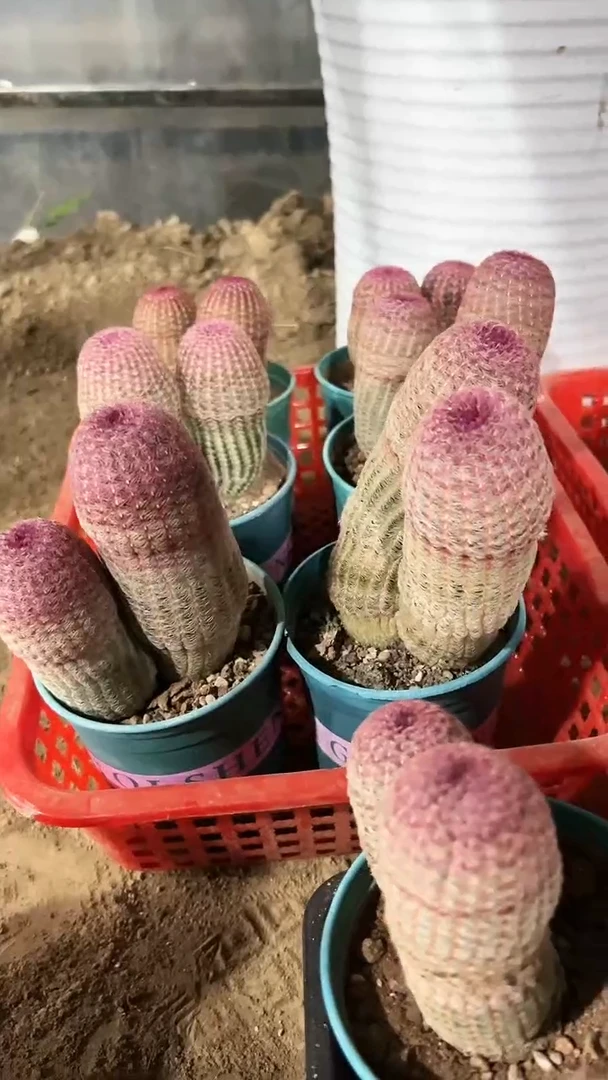 【闪购商品】红太阳-双头-大