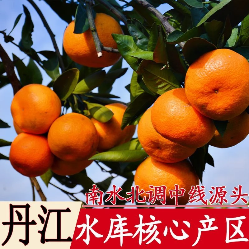 丹江口桔子武当蜜桔早熟新鲜橘子当季蜜橘孕妇水果5/9斤当季现摘