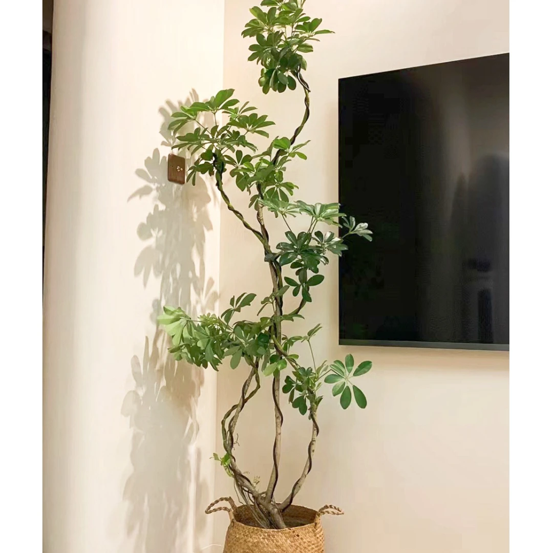鸭脚木好养活造型盆栽室内北欧网红大型绿植吸甲醛净化空气四季绿
