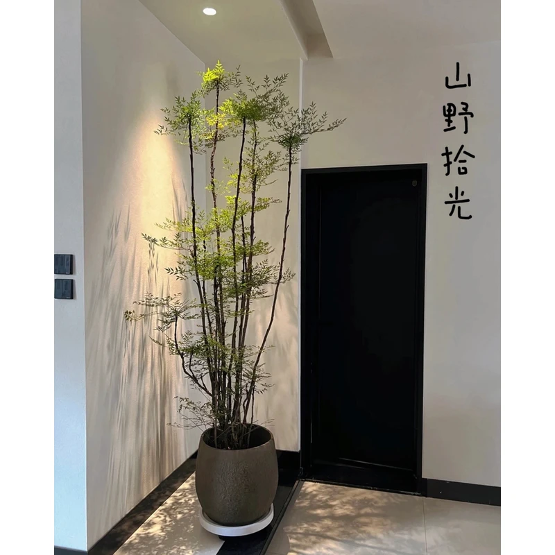 （南天竹）好养造型鲜活净化空气原生实物冬日火焰轻奢高级感氛围