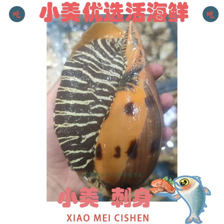 【鲜活】大个椰子螺 约450g/个