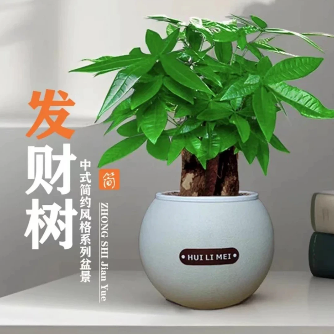 三杆发财树懒人吸水盆绿植花卉盆栽室内好养植物四季常青常绿摆件