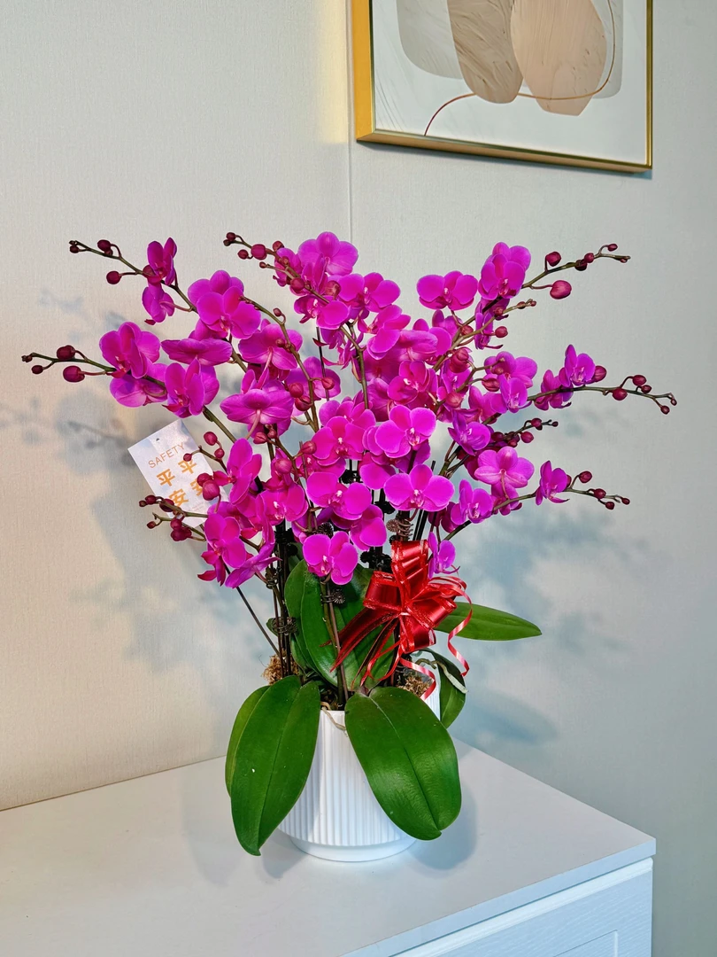 【满天红】蝴蝶兰（紫红色）高雅别致好养易活放办公室