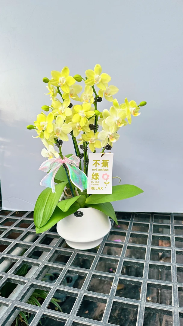 【微笑薄荷组盆】(绿色系)蝴蝶兰带花带花苞好养易活客厅基地直发