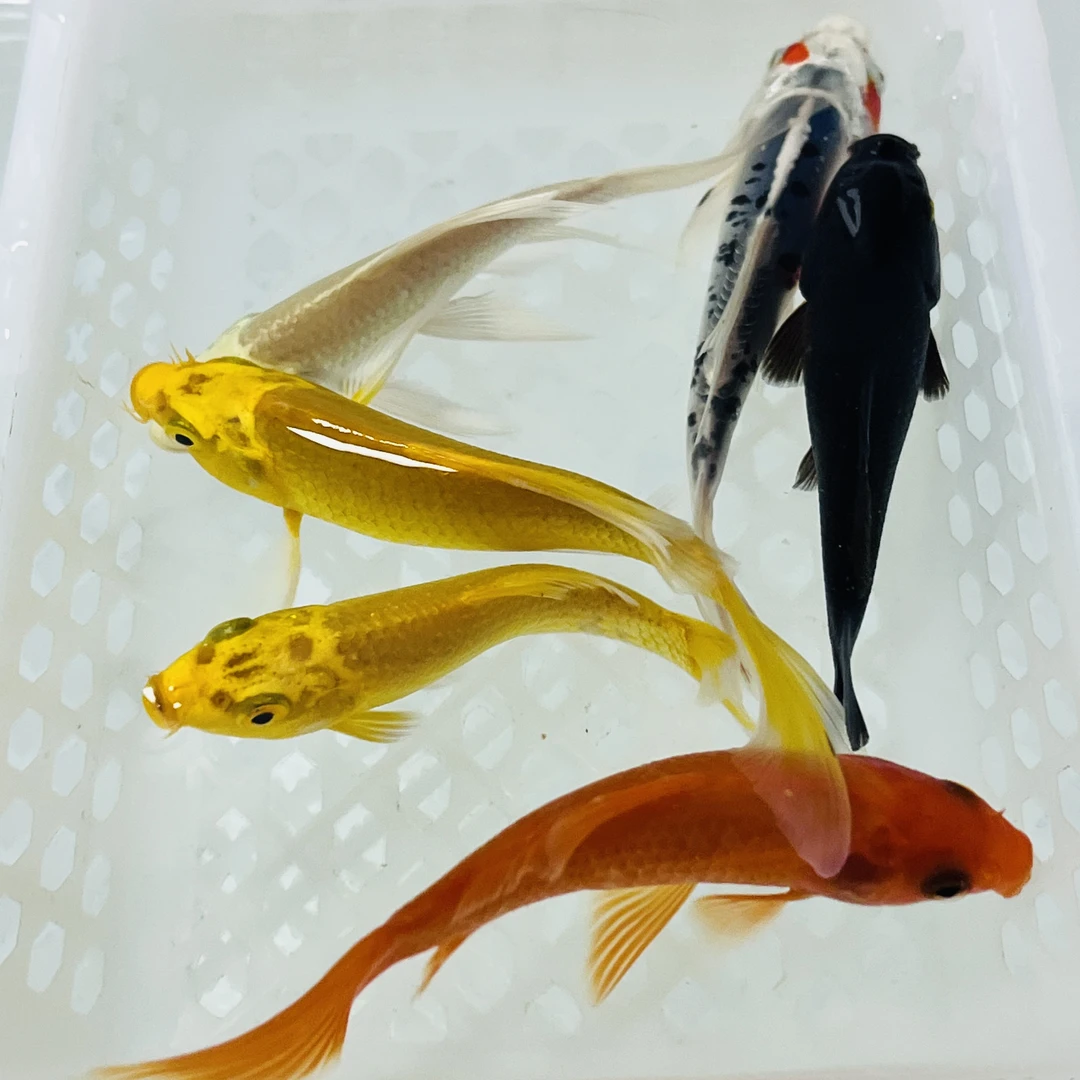 9-11公分【2黄1红1白1黑1德】水族活体冷水观赏鱼好养耐活包邮