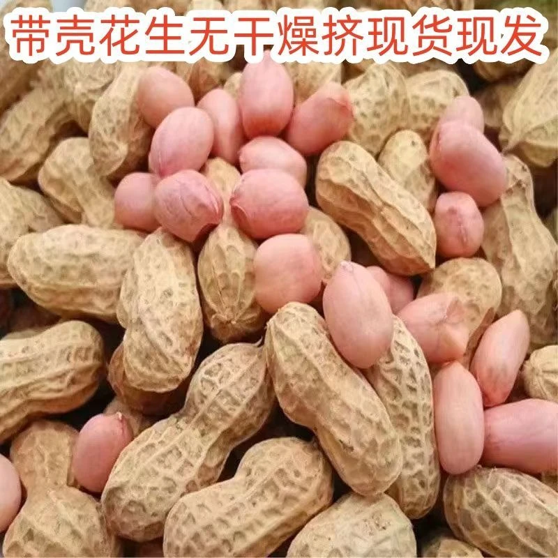 【新花生】5斤自然晾晒带壳干花生沙地大颗粒花生1斤3斤