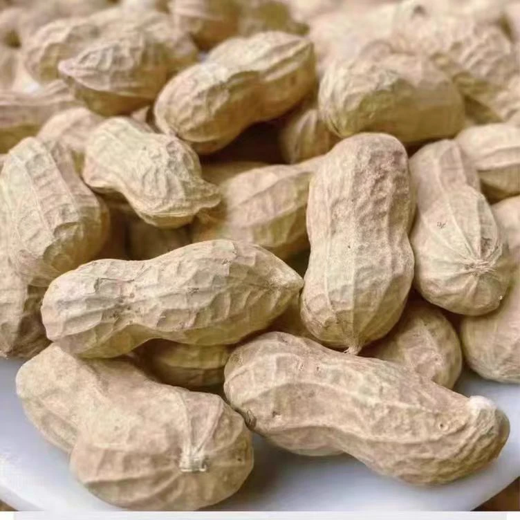 2024当季新货秋季带壳生花生 农家自种大颗粒可做种子