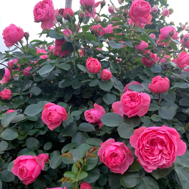 【顺丰包邮1.5-1.6米】粉色达芬奇爆花神器月季花苗爬藤月季大苗
