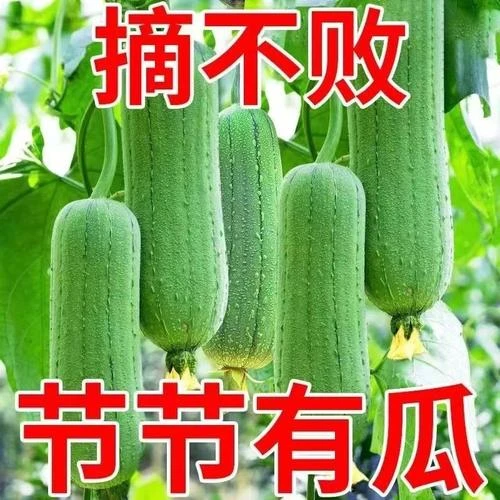 肉丝瓜苗秧子种植生长种籽蔬菜白四季苗秧盆栽大肉丝瓜花盆种植苗