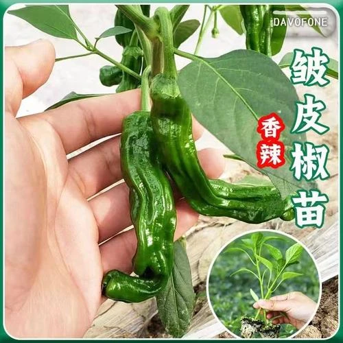 皱皮椒苗子香辣特辣小皱皮辣椒苗简单种植庭院盆栽高品质优质发货
