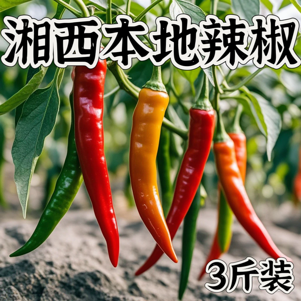 湘西本地辣椒3斤装 农家初级农产品新鲜
