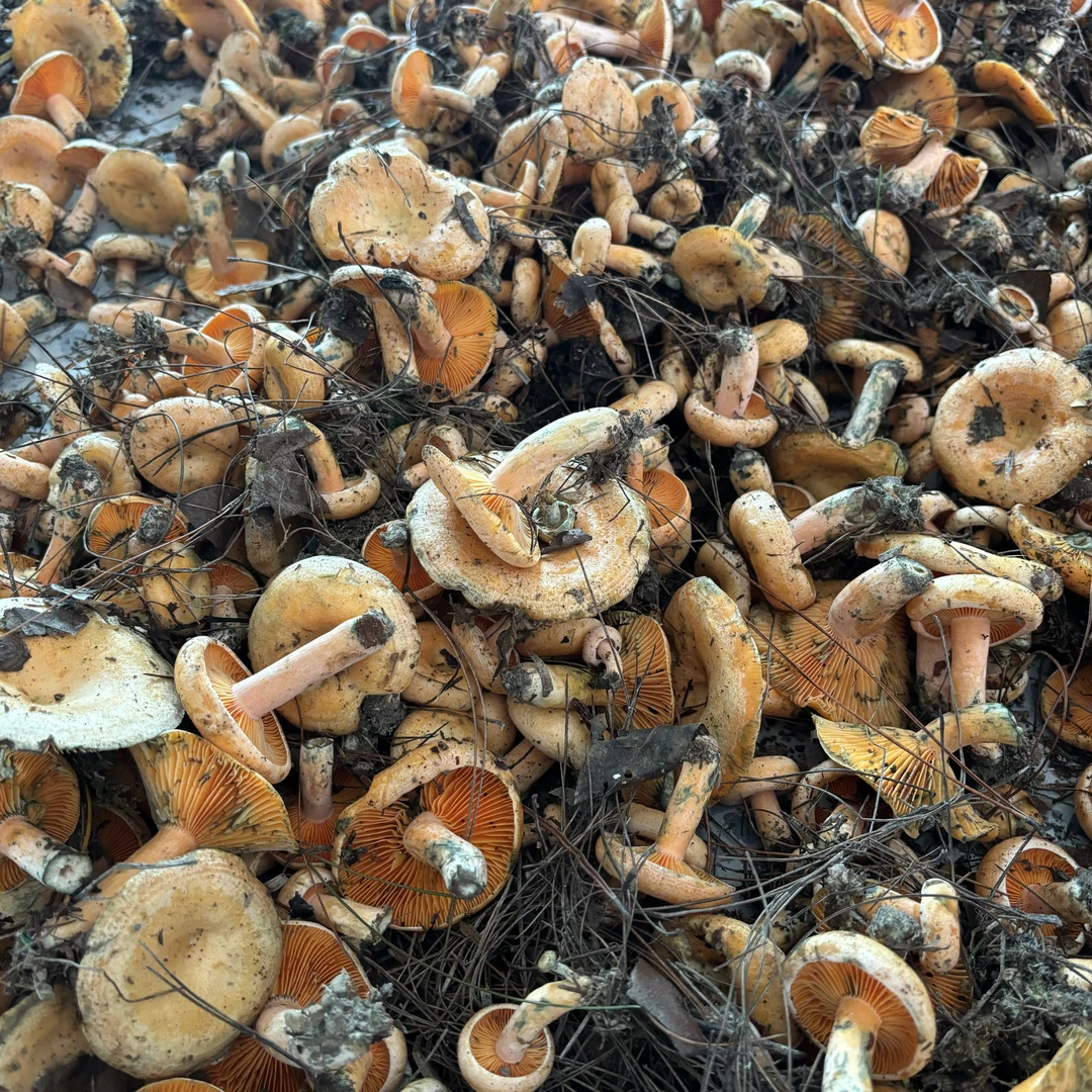 顺丰包邮湘西新鲜纵树姑谷熟菌纯山货
