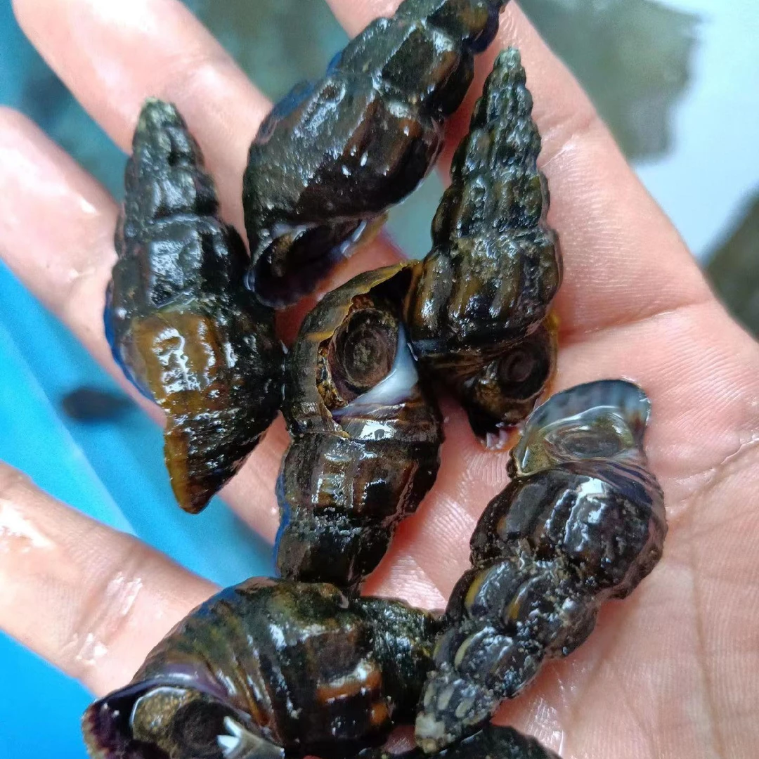 剪尾巴鬼螺冷水淡水螺丝 山坑螺 石螺 钉螺 公螺蛳 扭螺 锁鲜包邮