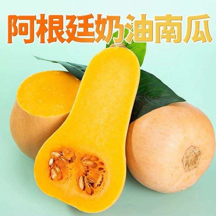 奶油南瓜头茬现摘阿根廷奶油南瓜软糯香甜应季农家蔬菜可生吃