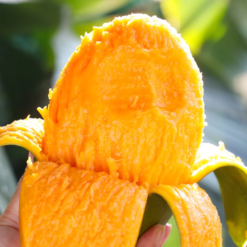 【寻味秦川】四川攀枝花凯特芒果4.5斤/8斤 新鲜采摘当季水果