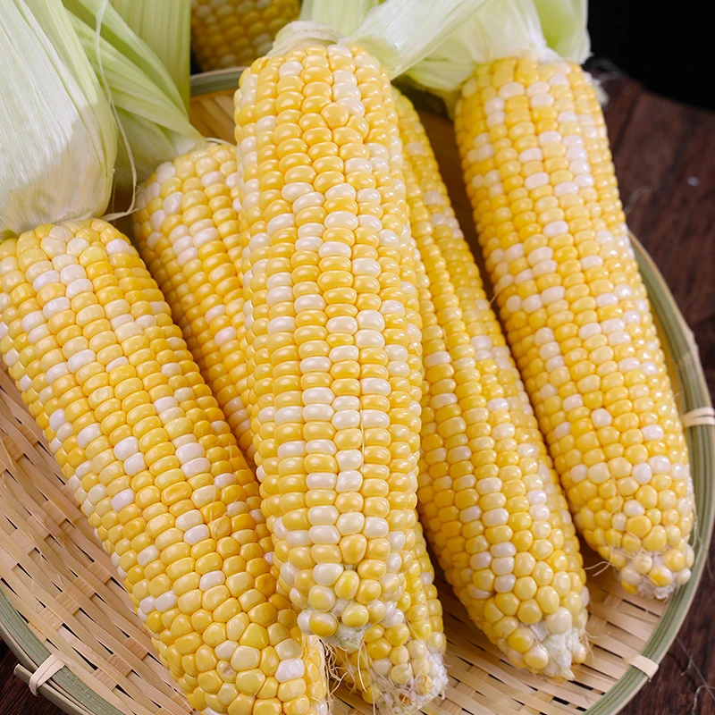云南金银水果玉米2-4.5斤新鲜采摘嫩玉米颗粒饱满