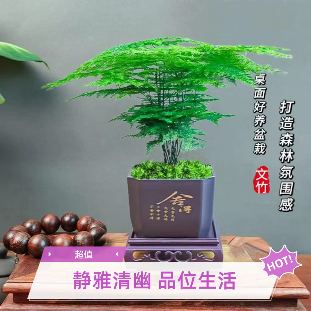 【精品】文竹盆栽室内绿植物花卉盆景办公室客厅桌面好养四季常青