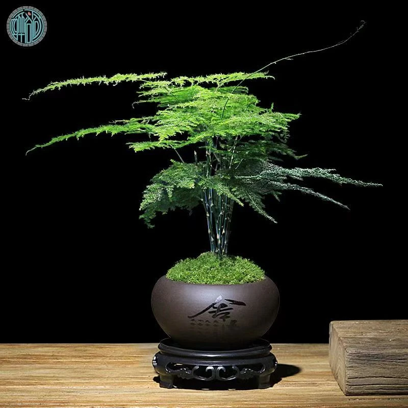 【精品】文竹盆栽室内绿植物花卉盆景办公室客厅桌面四季常青