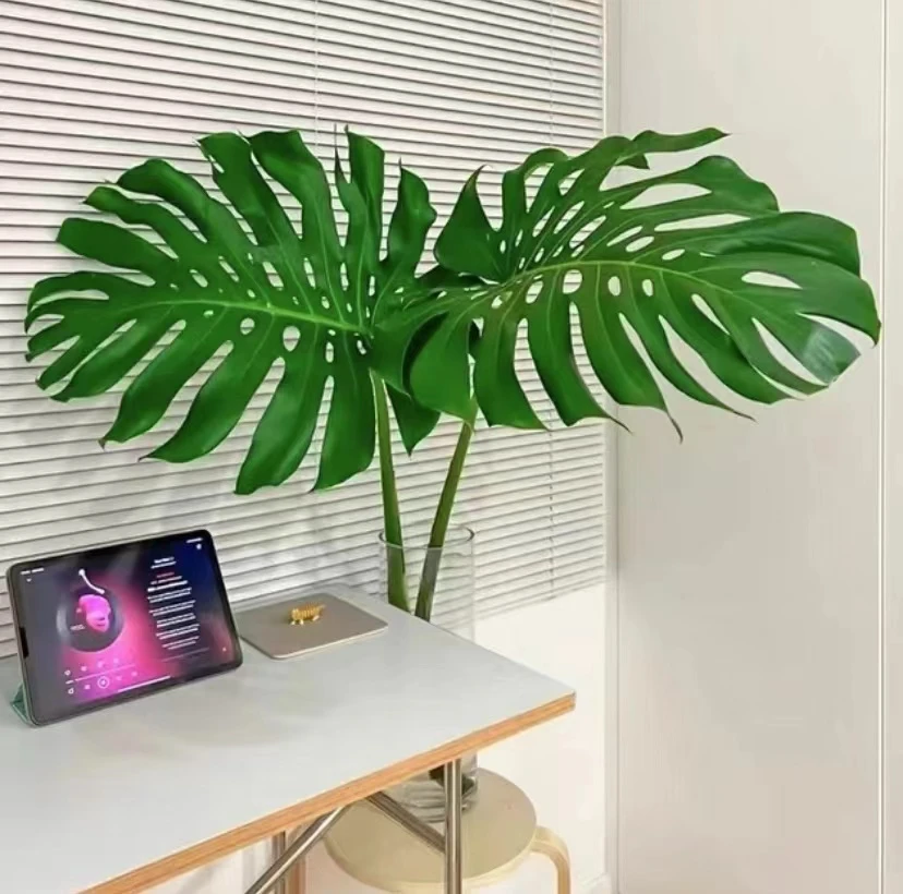 大叶老桩龟背竹室内植物落地桌摆净化空气