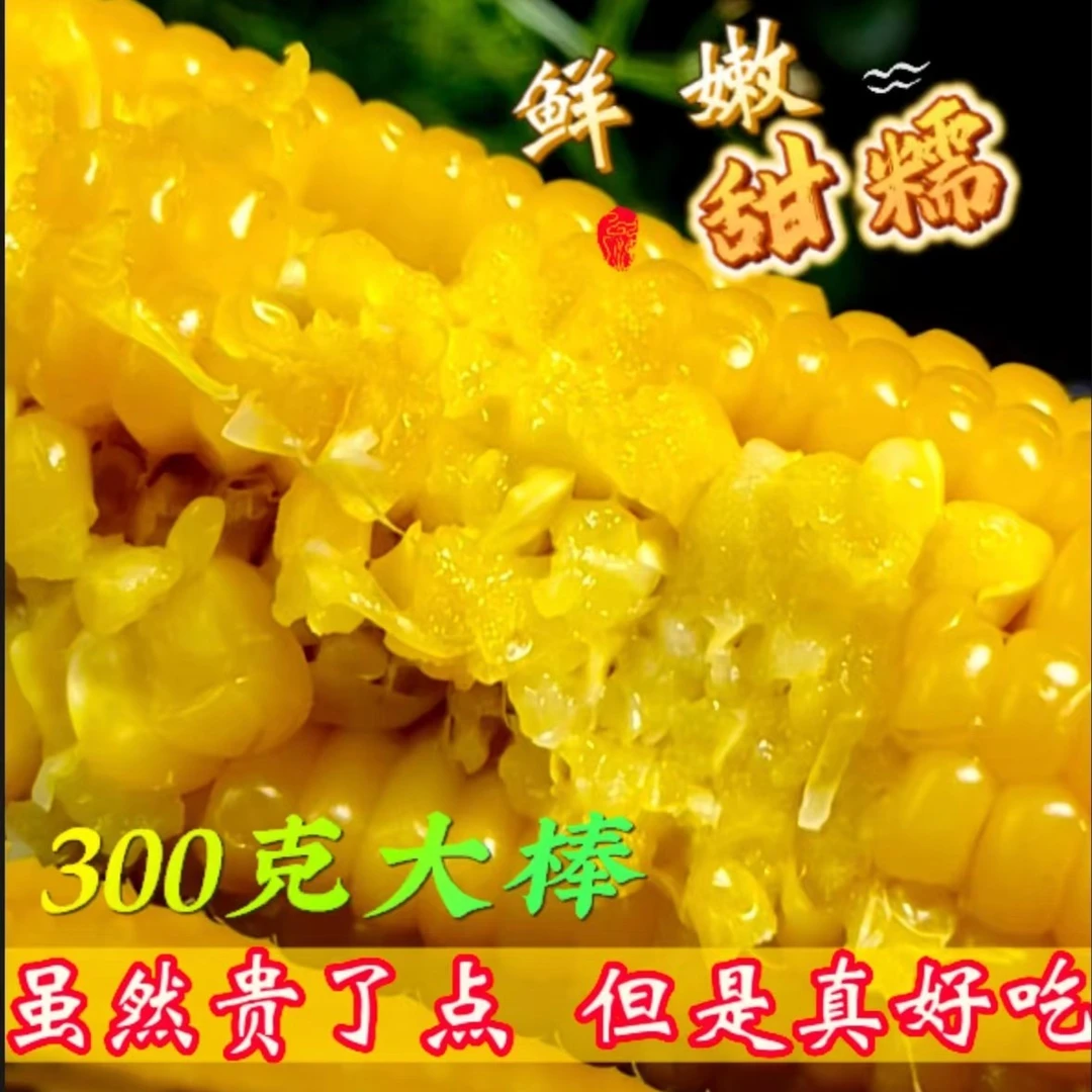 精品甜糯玉米农村小院玉米的味道粘玉米300克/支鲜嫩大棒好吃香甜