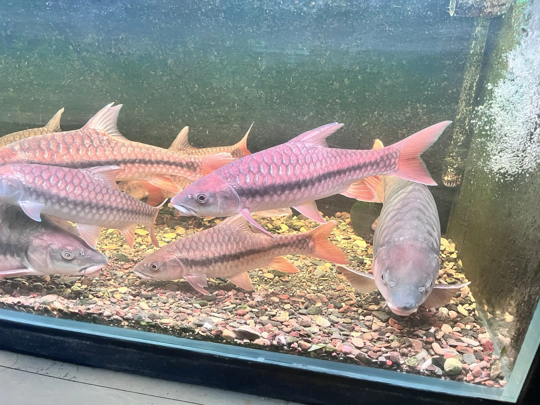 野生国结鱼，红吉罗鱼，红翅膀，保野保真，包邮包损