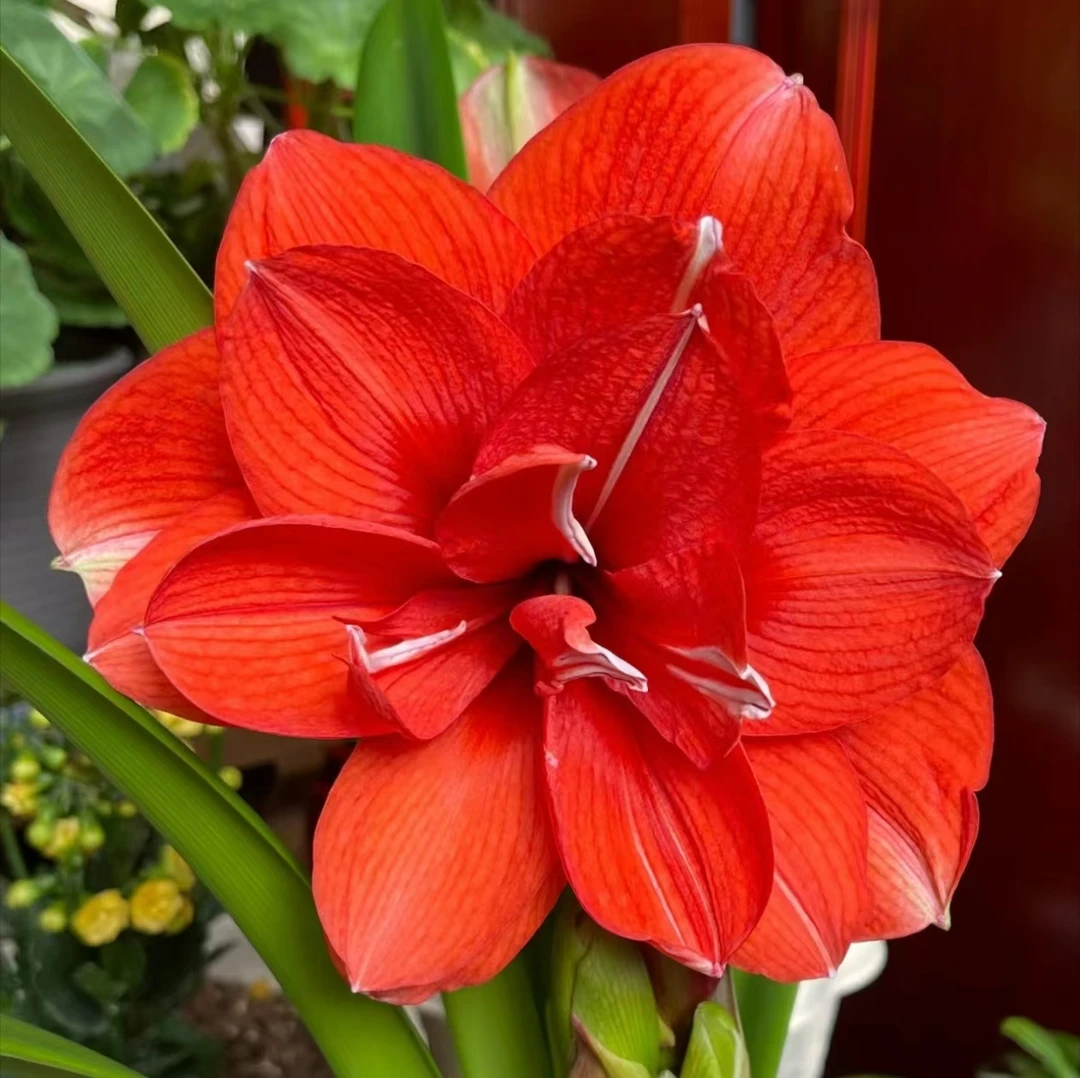 【魔法之星】~青州品韵秘鲁进口朱顶红种球红色大花