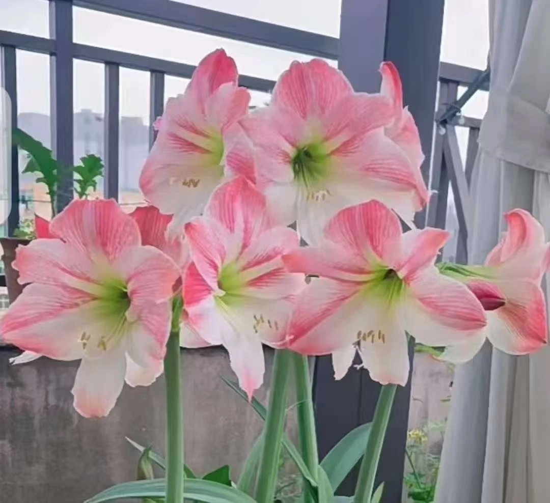 【花苹果】~青州品韵荷兰进口朱顶红种球单瓣