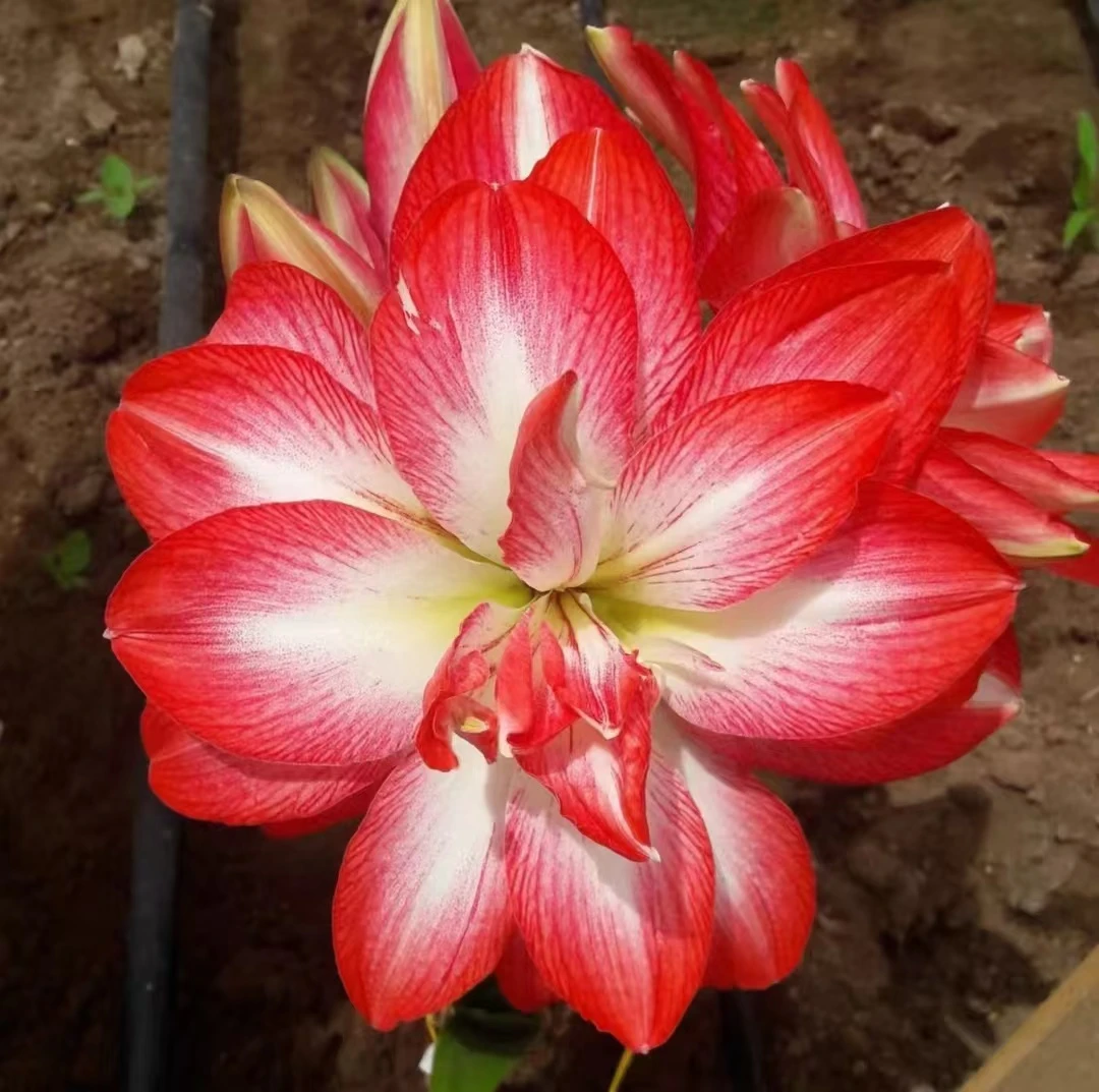 【蒂卡舞曲】~青州品韵秘鲁进口朱顶红种球大花重瓣