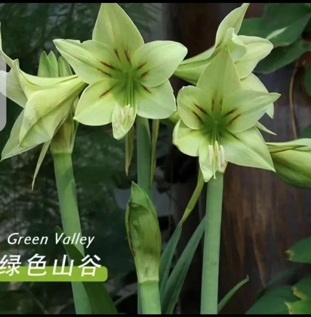 【绿色山谷】~青州品韵荷兰进口朱顶红种球单瓣