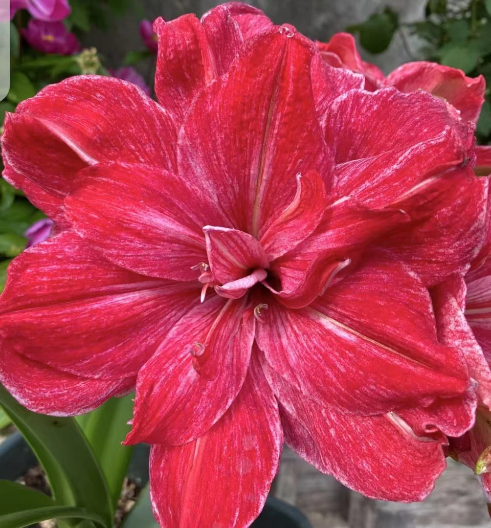 【贵妇~澳朱自然球】青州品韵朱顶红基地自然球