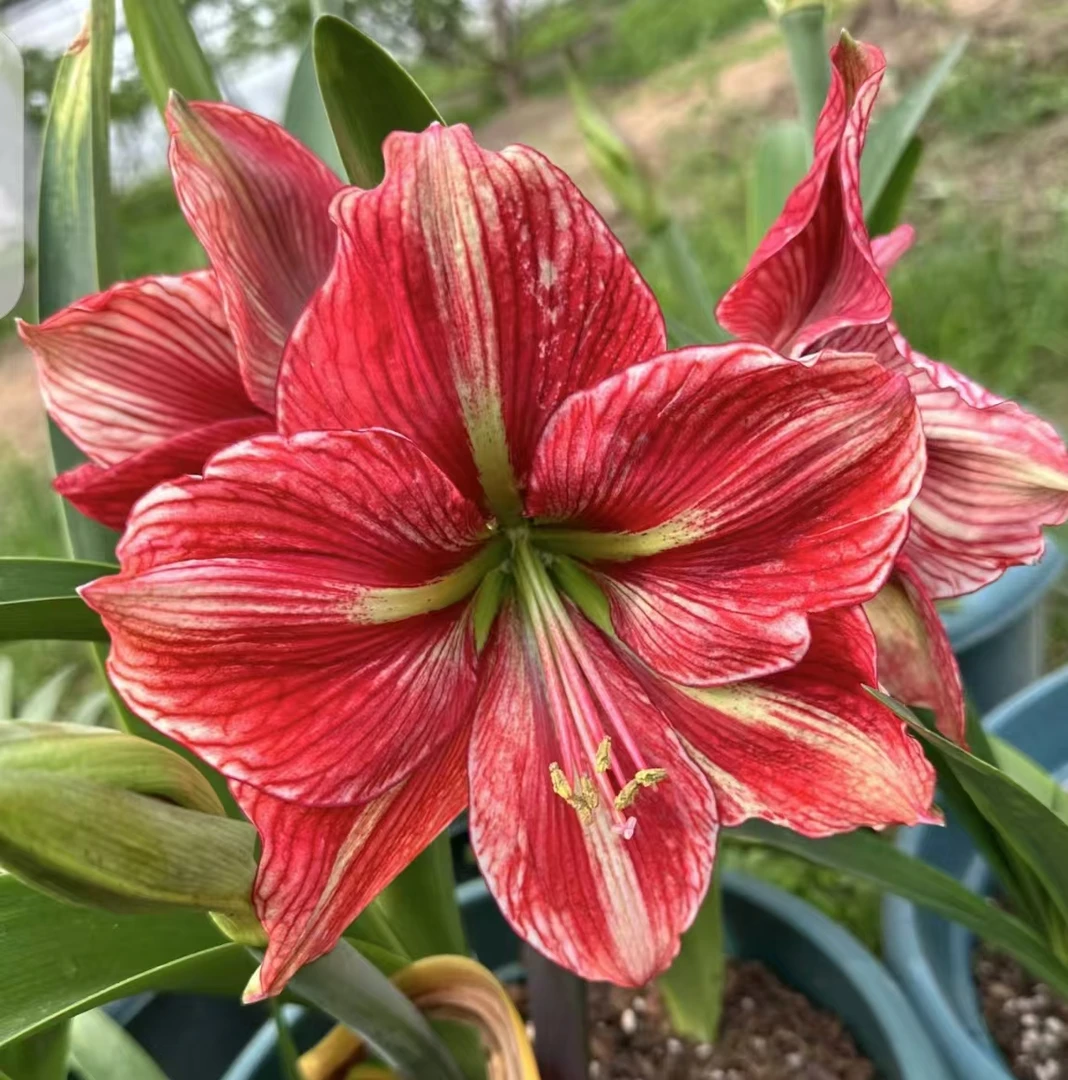 【蝴蝶夫人~自然球】青州品韵朱顶红基地自然球大花