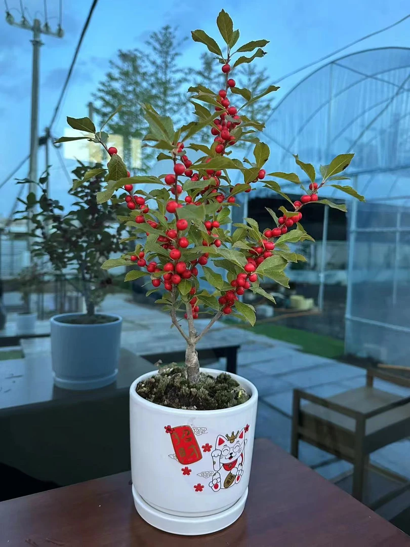 北美冬青盆栽 精致桌面款掌中宝 红果冬青 喜庆年宵花卉