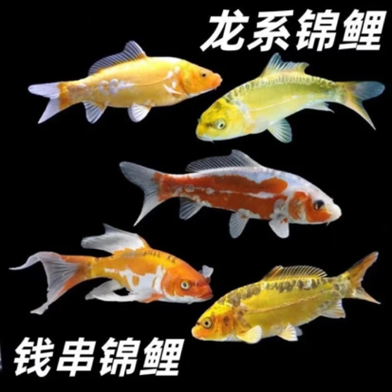 活体血统锦鲤淡水鱼德系龙鲤新手好养耐活冷水鱼