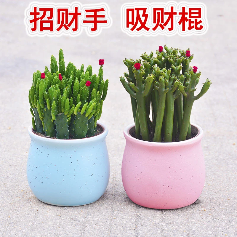 吸财棍多肉植物盆栽客厅绿植花卉室内好养办公室桌面新手小花精美