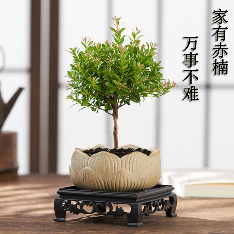 小叶赤楠盆栽老桩盆景树苗室内绿植花卉客厅办公室桌面好养活植物