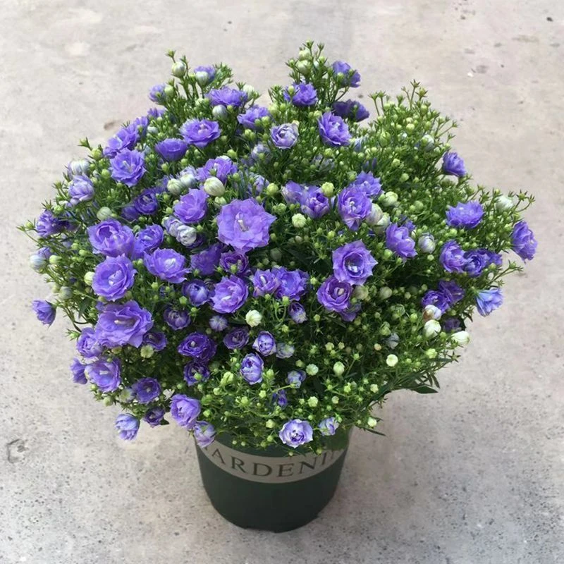 丹麦风铃花盆栽带花苞好养活四季开花室内阳台庭院绿植花卉多年生