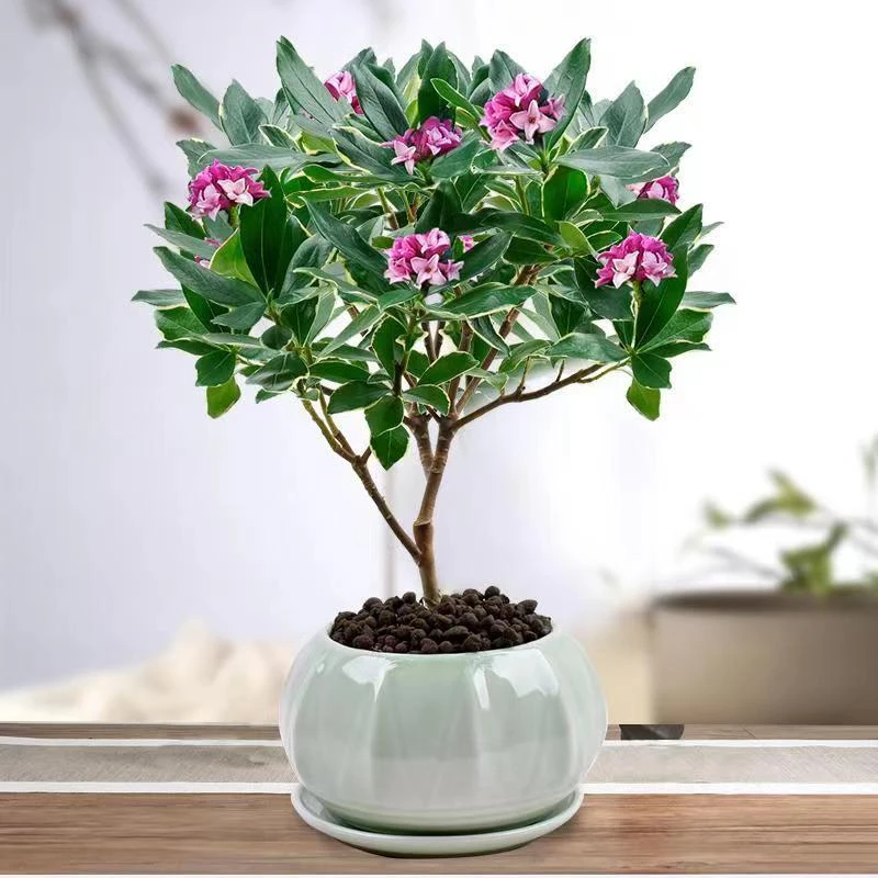金边瑞香盆栽浓香型带花苞耐寒开花冬天室内观花四季植物客厅花卉