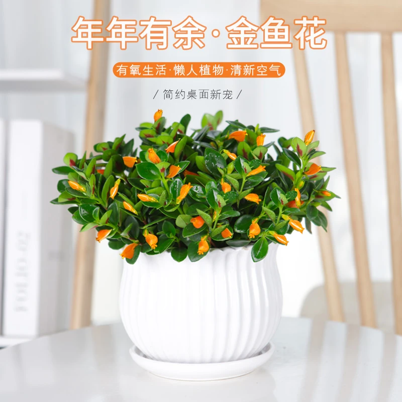 金鱼花吊兰盆栽多色绿植花卉鲜花多肉室内办公室四季常青好养易活