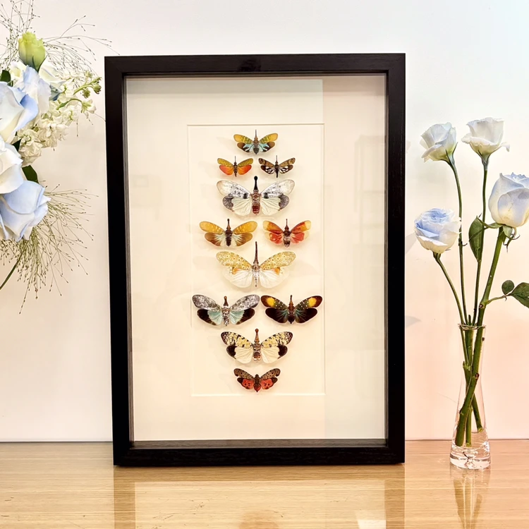 【草木精灵】蜡蝉真昆虫标本组合装高级定制款居家摆件送礼收藏好物