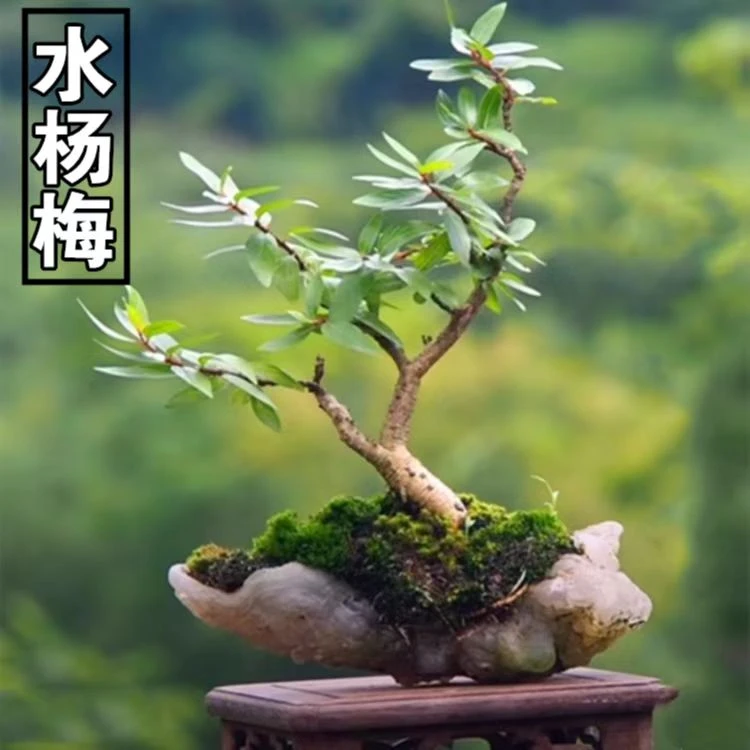 水杨梅细叶水团花鱼缸造景