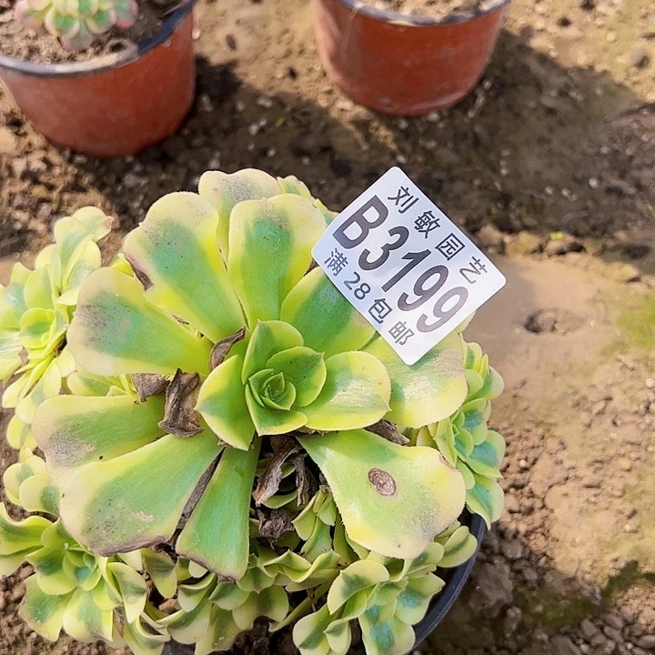 3199绿豆沙多肉植物法师