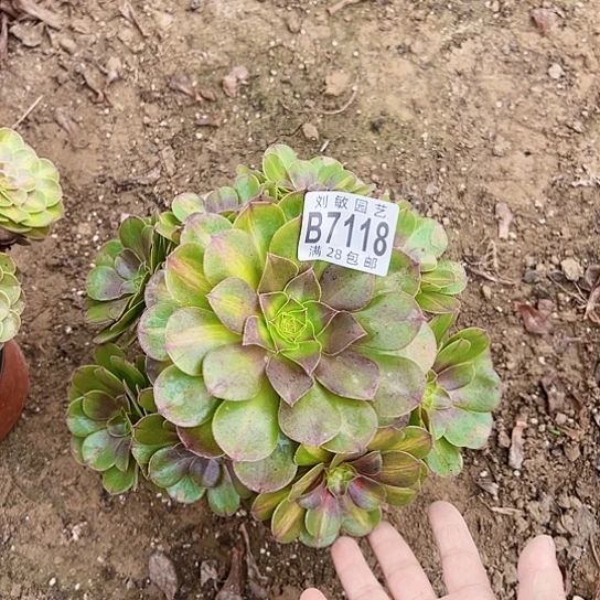 7118多肉抹茶多肉植物法师