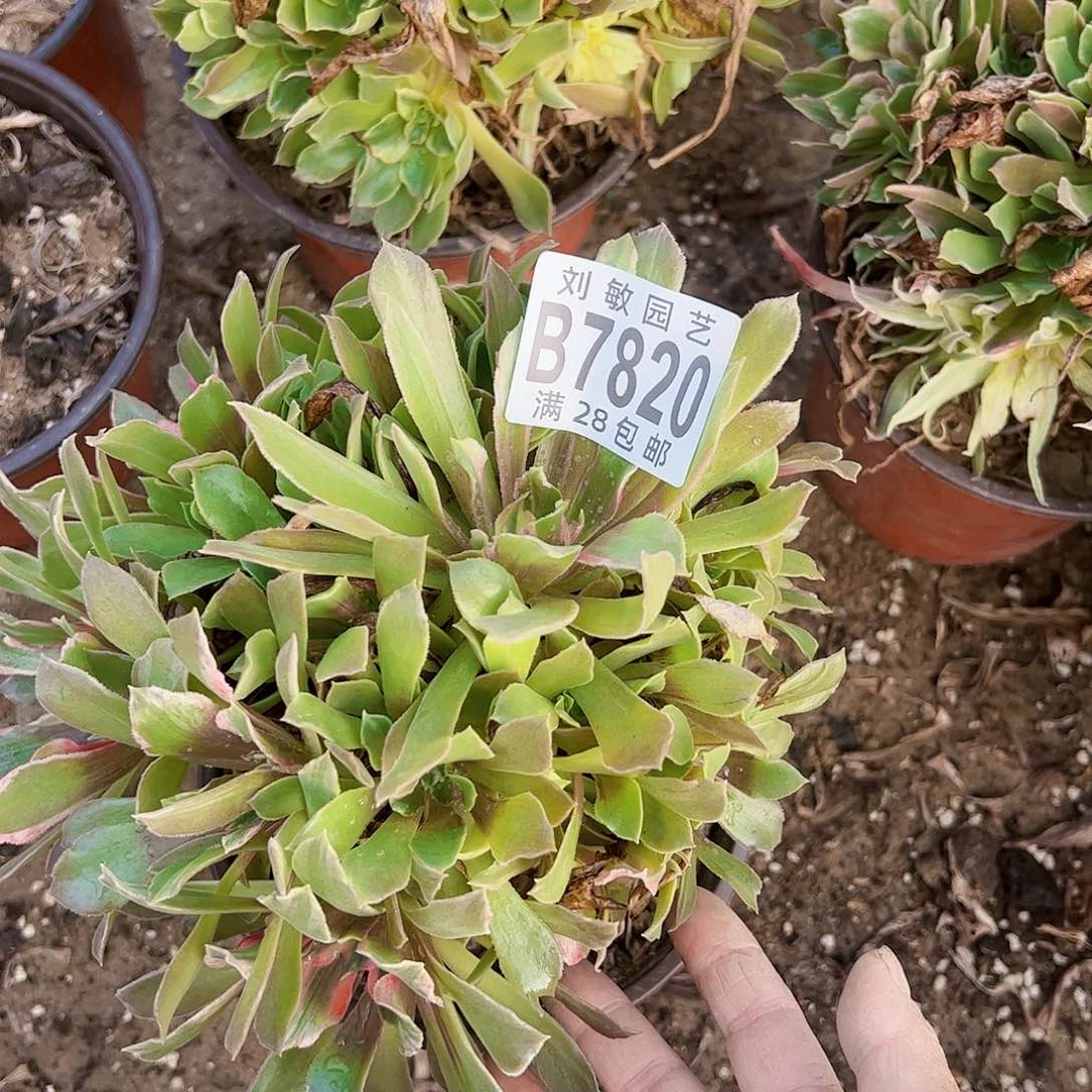 7820光辉多肉植物法师