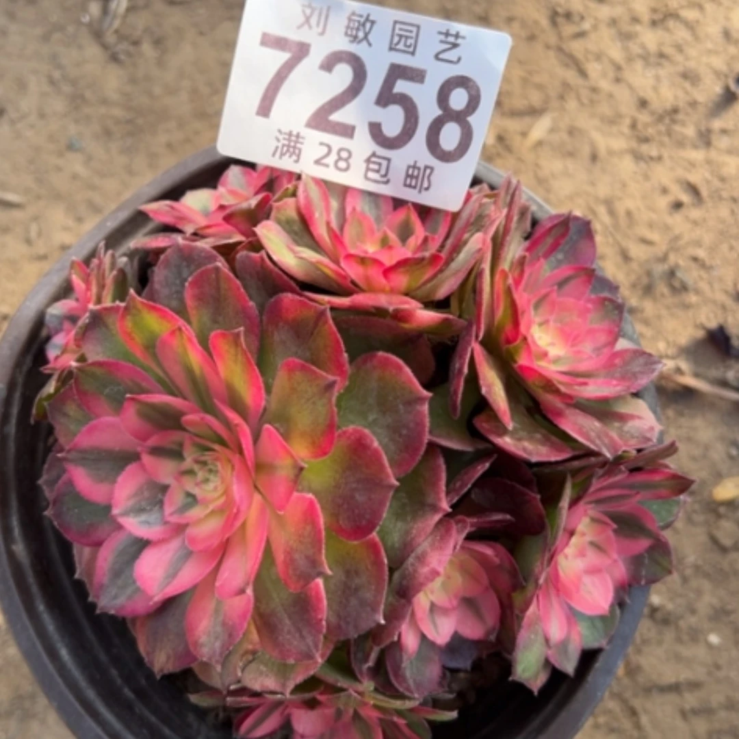 【闪购商品】7258荔枝老桩