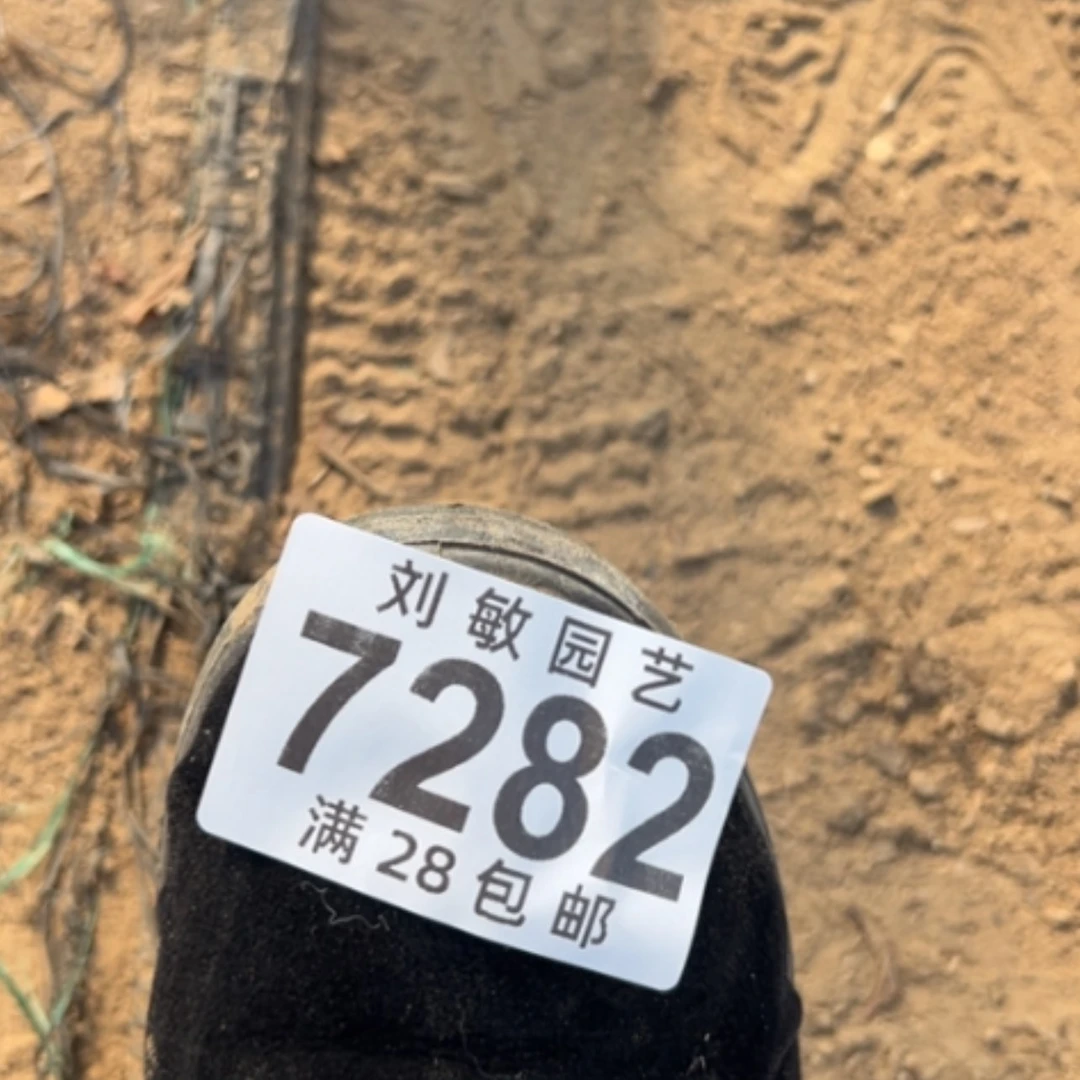 【闪购商品】玉*7282分o rou